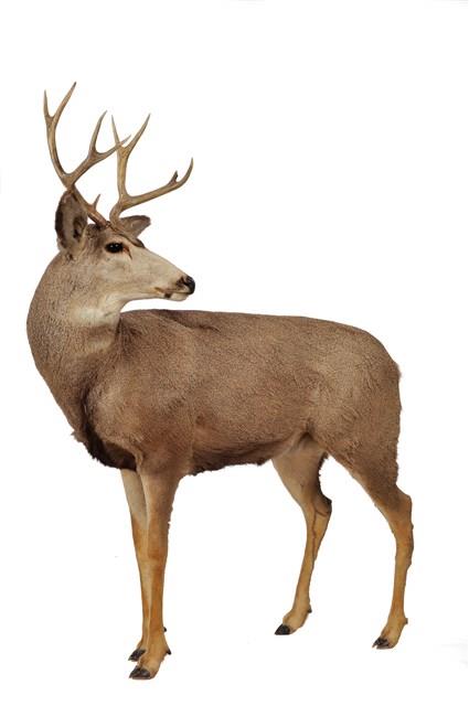 Mule Deer Collection Image, Figure 2, Total 4 Figures