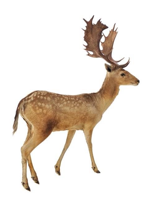 Fallow Deer Collection Image, Figure 2, Total 3 Figures