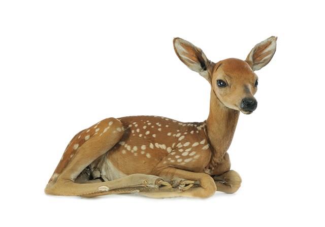 White-tailed Deer Collection Image, Figure 1, Total 5 Figures