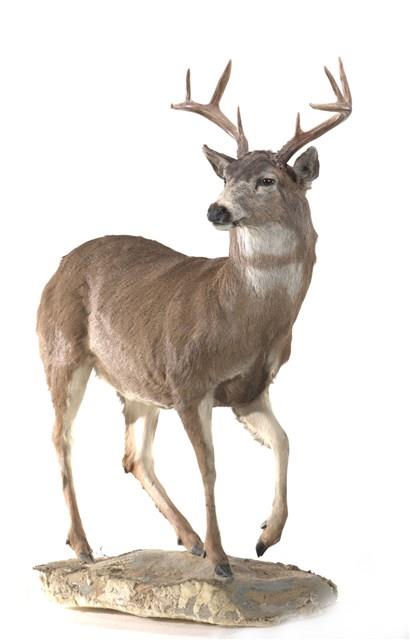 騾鹿藏品圖，第2張