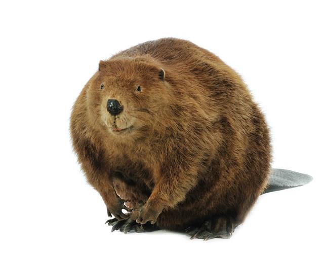 American Beaver Collection Image, Figure 2, Total 4 Figures