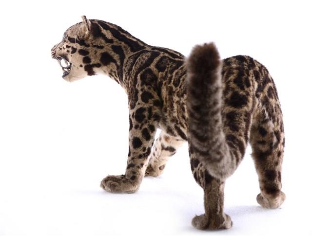 Clouded Leopard Collection Image, Figure 3, Total 9 Figures