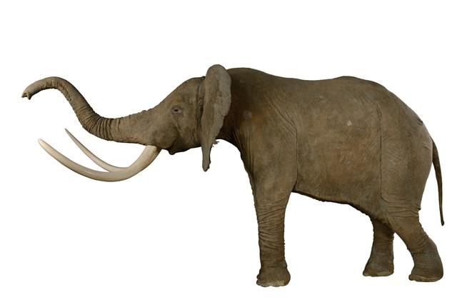 非洲象藏品圖，第2張