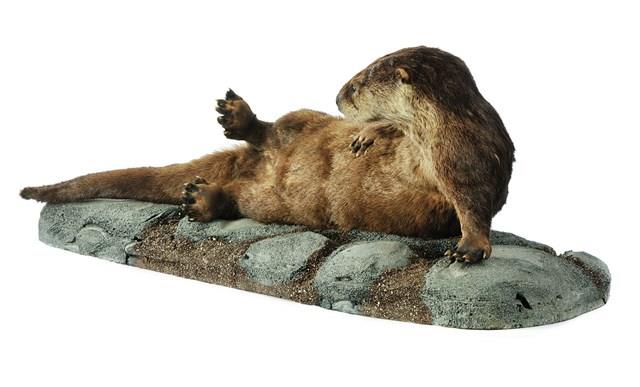 North American River Otter Collection Image, Figure 3, Total 4 Figures