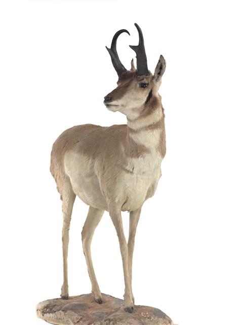 Pronghorn Collection Image, Figure 2, Total 3 Figures