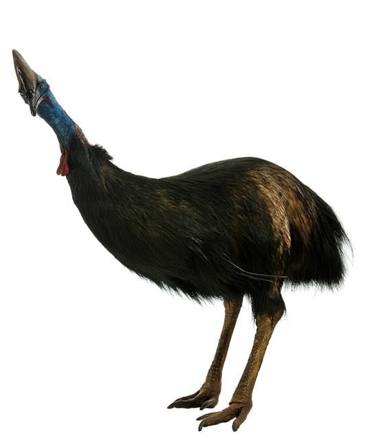 Southern Cassowary Collection Image, Figure 2, Total 2 Figures