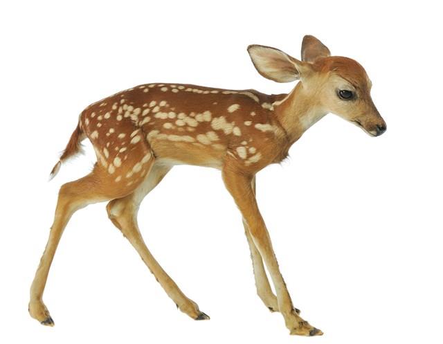 White-tailed Deer Collection Image, Figure 1, Total 4 Figures