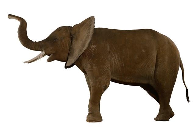 非洲象藏品圖，第1張
