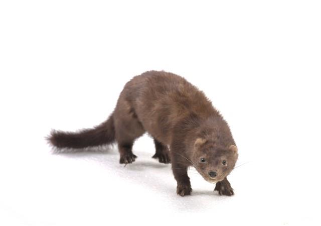 美洲水貂藏品圖，第2張