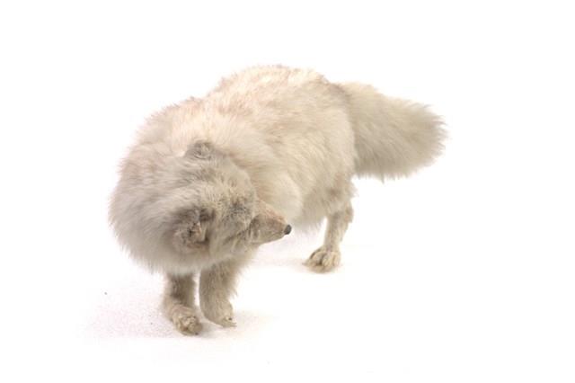 Arctic Fox Collection Image, Figure 2, Total 3 Figures