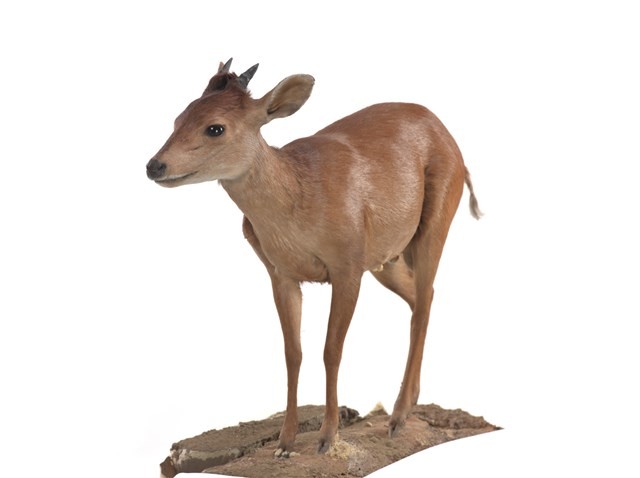 Red Duiker Collection Image, Figure 2, Total 3 Figures