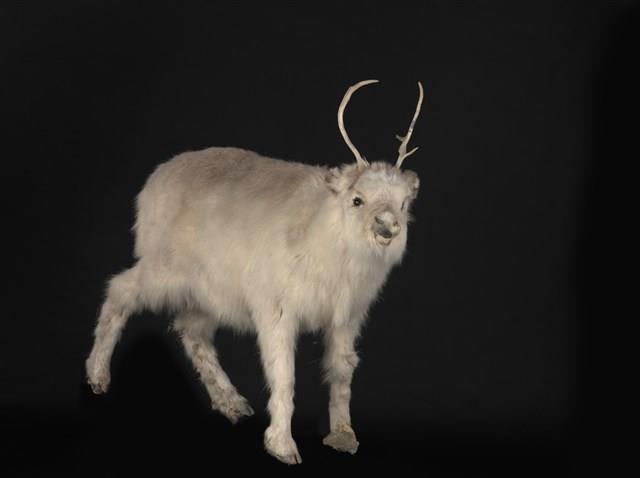 北歐馴鹿藏品圖，第2張