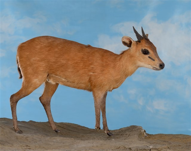 Red-flanked Duiker Collection Image, Figure 2, Total 4 Figures