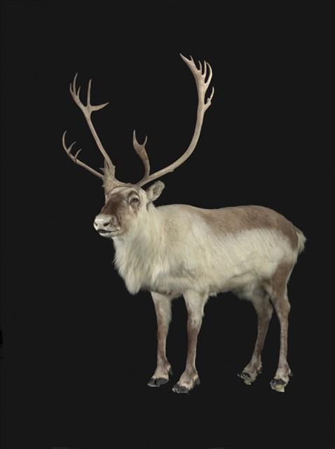 斯瓦爾巴馴鹿藏品圖，第2張