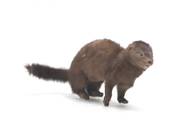 American Mink Collection Image, Figure 2, Total 3 Figures