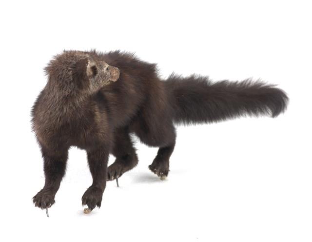 Fisher Collection Image, Figure 2, Total 3 Figures