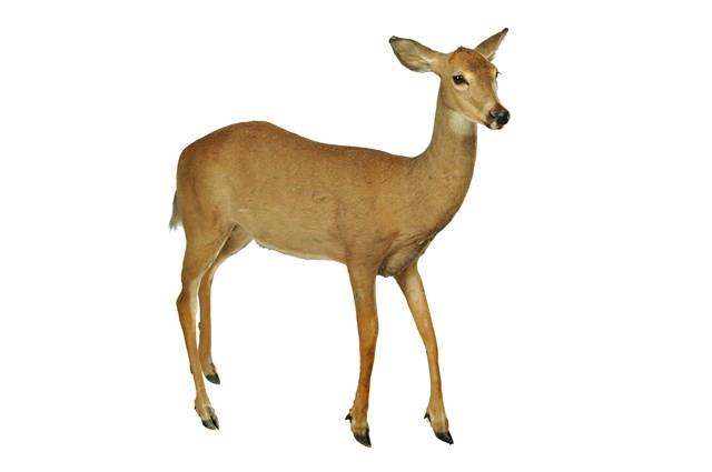白尾鹿藏品圖，第2張