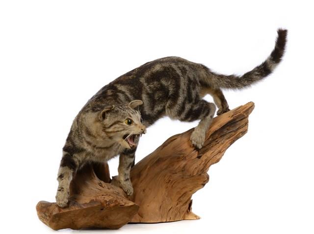 Domestic Cat Collection Image, Figure 2, Total 3 Figures