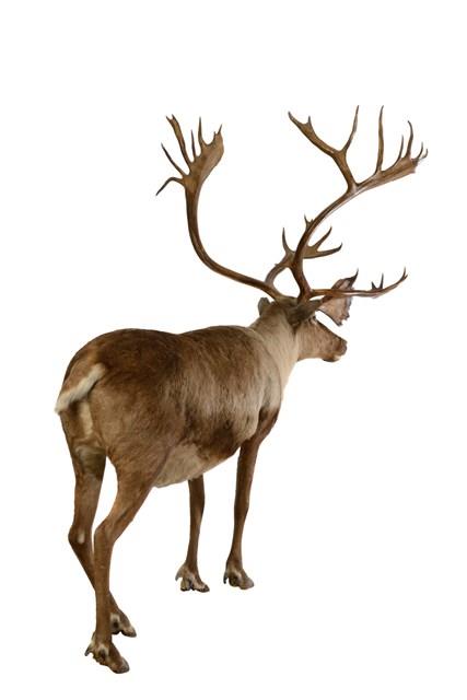 瘠地馴鹿藏品圖，第3張