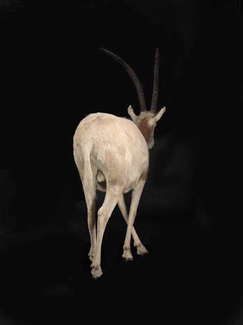 彎角劍羚藏品圖，第3張