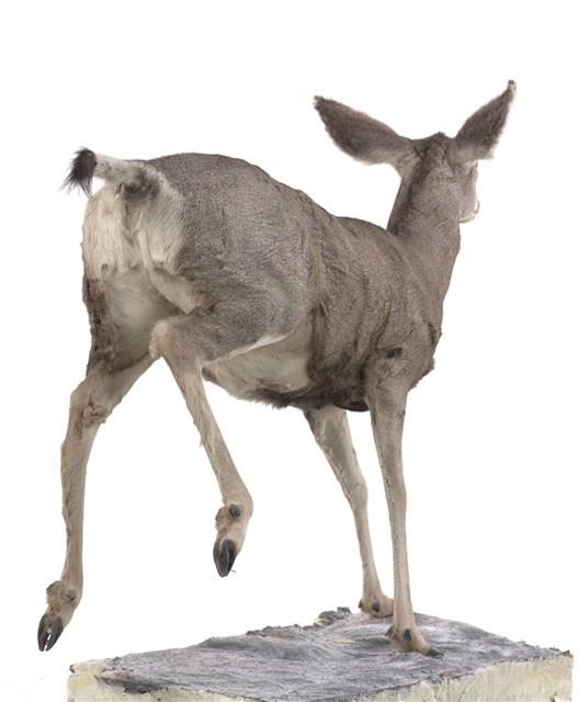 騾鹿藏品圖，第3張