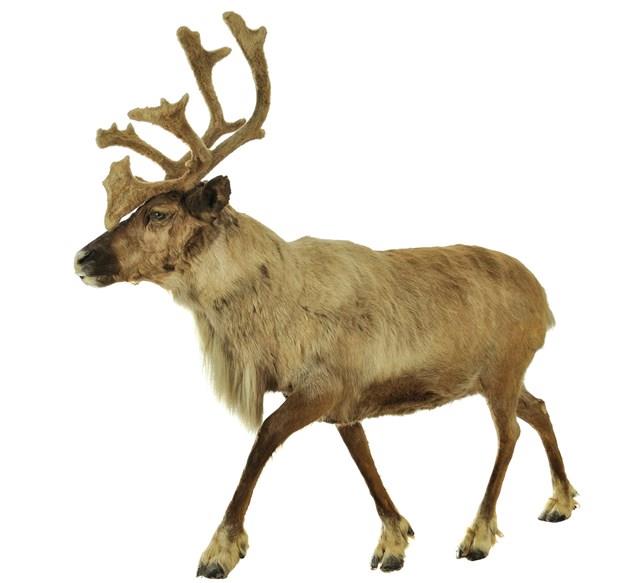 北歐馴鹿藏品圖，第3張