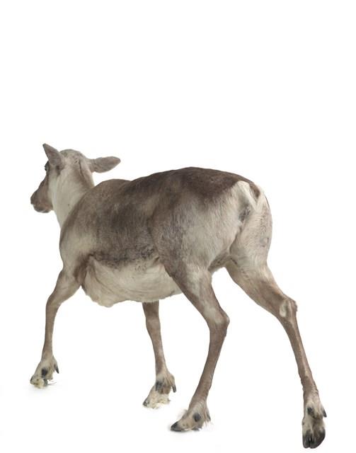 林地馴鹿藏品圖，第3張