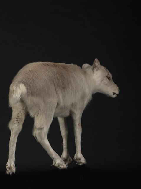 皮爾里馴鹿藏品圖，第3張