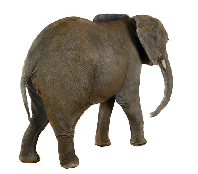非洲象藏品圖，第3張