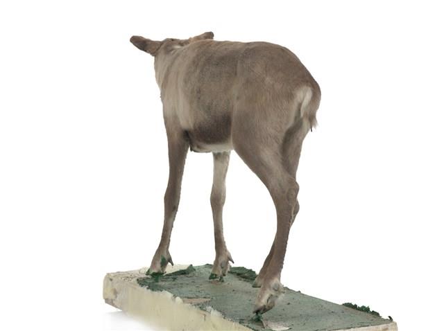 斯瓦爾巴馴鹿藏品圖，第3張