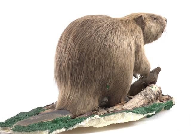 歐亞河狸藏品圖，第3張