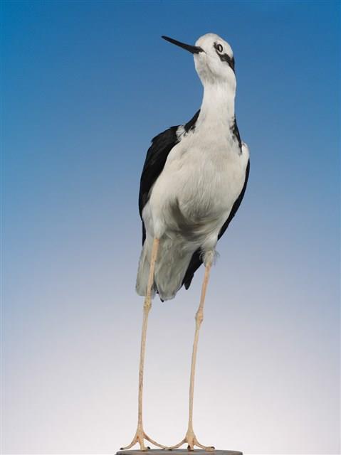 White-backed Stilt Collection Image, Figure 3, Total 3 Figures