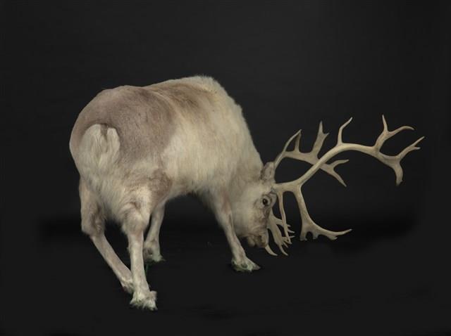 北歐馴鹿藏品圖，第3張