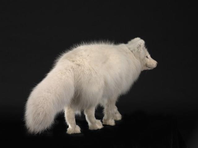 北極狐藏品圖，第3張