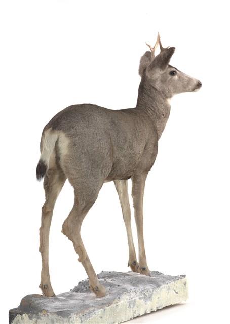 騾鹿藏品圖，第3張