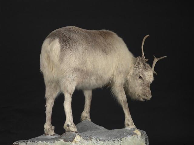 皮爾里馴鹿藏品圖，第3張