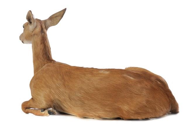 White-tailed Deer Collection Image, Figure 3, Total 3 Figures