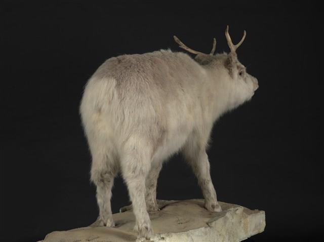 北歐馴鹿藏品圖，第3張