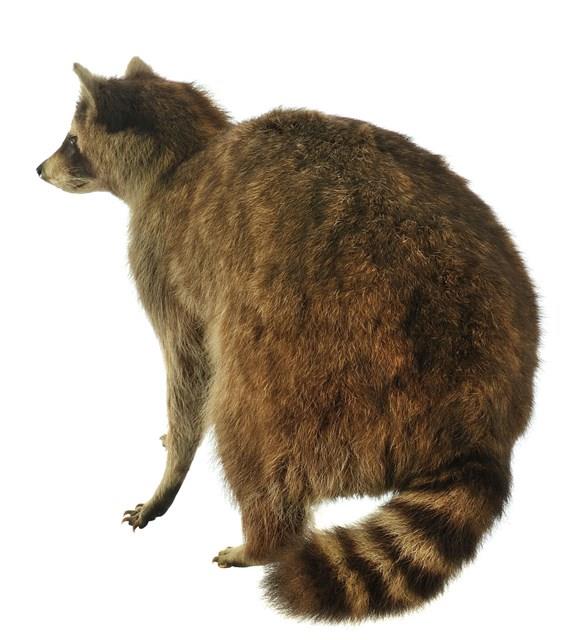 Raccoon Collection Image, Figure 3, Total 3 Figures