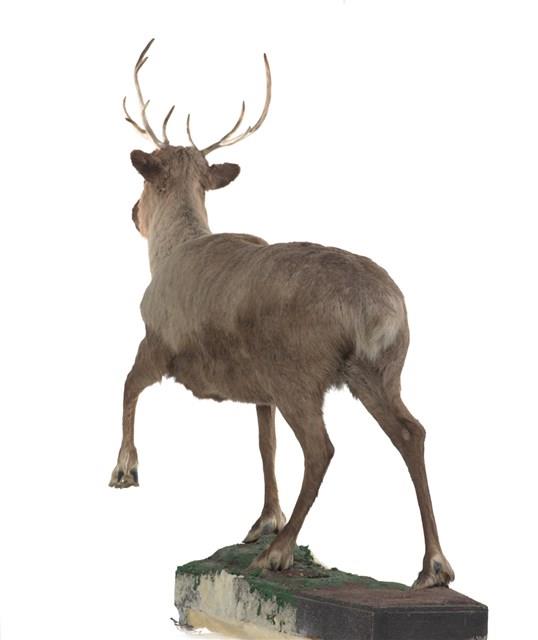 北歐馴鹿藏品圖，第3張