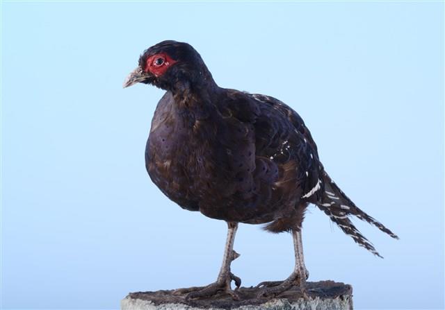 黑長尾雉（帝雉）藏品圖，第3張