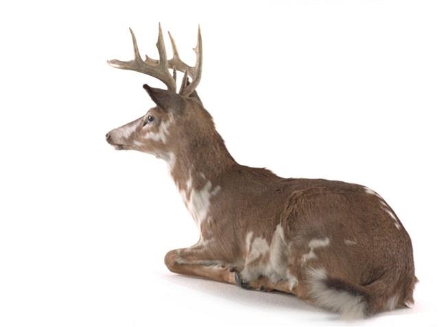 White-tailed Deer Collection Image, Figure 3, Total 3 Figures