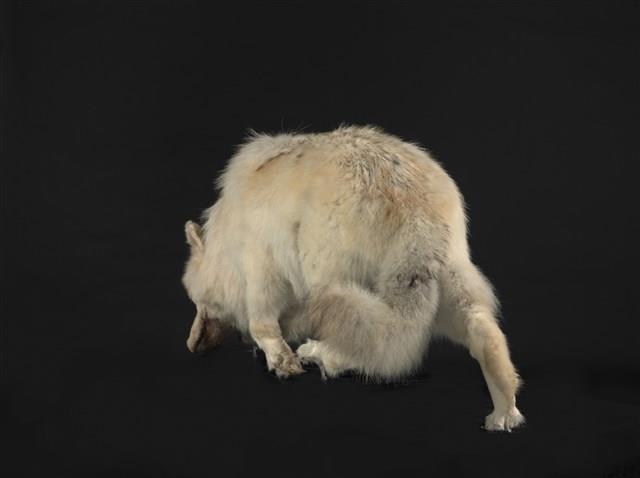 狼藏品圖，第3張