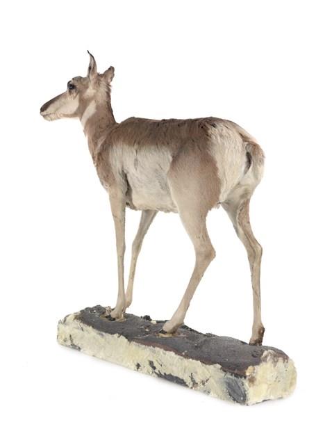 北美叉角羚藏品圖，第3張