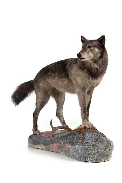 狼藏品圖，第3張