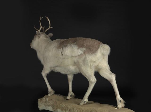 皮爾里馴鹿藏品圖，第3張