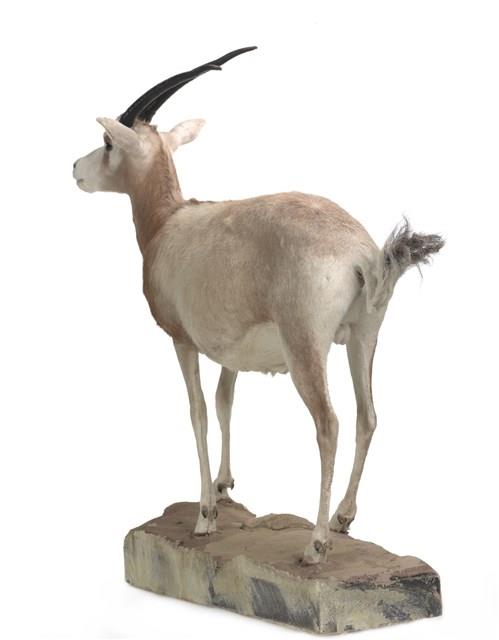 彎角劍羚藏品圖，第3張