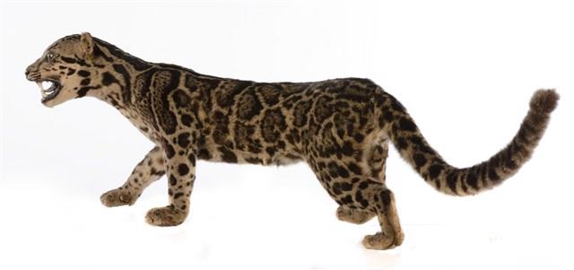Clouded Leopard Collection Image, Figure 8, Total 9 Figures