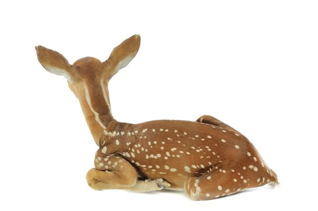 White-tailed Deer Collection Image, Figure 4, Total 5 Figures