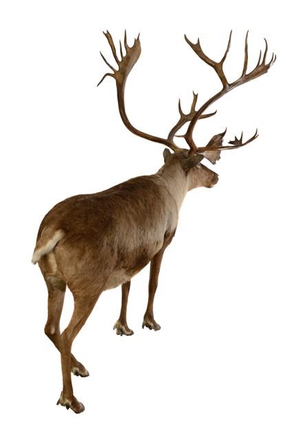 瘠地馴鹿藏品圖，第4張